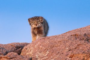Kitten. Pallas's Cat (Otocolbobus manul)