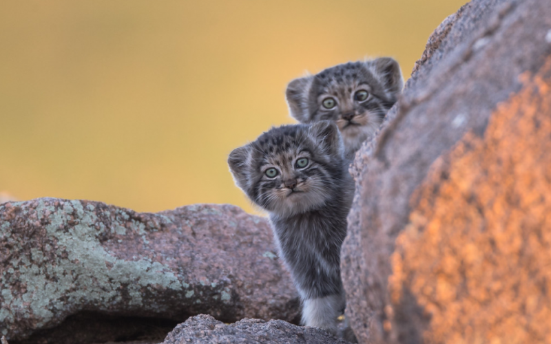 Гэрэл зургийг: Л.Жаргал, Мануул-Pallas's cat (Otocolobus manul)